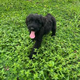 Layla - Black female Giant Schnauzer puppy in Lithia, Florida from Elegy Kennels