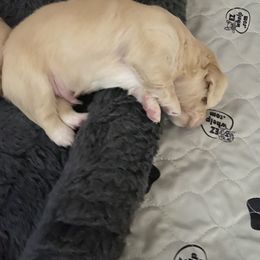 Dachshund Puppies from Saginaw Dachshunds