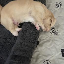 Dachshund Puppies from Saginaw Dachshunds