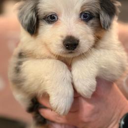 Rocket Pop - Blue merle male Miniature Australian Shepherd puppy in Oak Harbor, Washington from Happy-Go-Lucky Homestead
