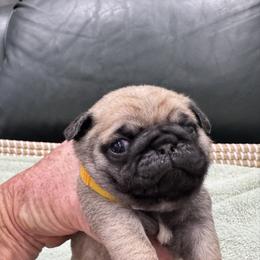 Yellow Collar - Girl - Fawn female Pug puppy in Troutman, North Carolina from Ohana Pugs