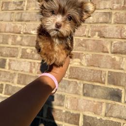 Little bit - Chocolate, tan and white female Yorkshire Terrier puppy in Mobile, Alabama from Ace of Spades Yorkies