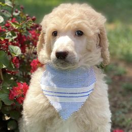 Goldendoodles and Poodles from Willow Creek Kennels