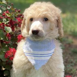 Goldendoodles and Poodles from Willow Creek Kennels