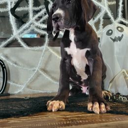 Boy 5 - Great Dane puppy in Gonzales, Louisiana from Anstatt House Of Danes