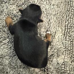 M2 - Black and gold male Yorkshire Terrier puppy in Madera, California from Rosann's Yorkshire Terriers