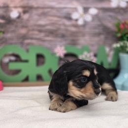 Saylor - Black and cream female Dachshund puppy in Norwood, Missouri from Madra's Dashing Doxies