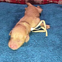 Junie - Red  female Goldendoodle puppy in Georgetown, Tennessee from Georgetown designer and purebred puppies
