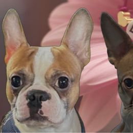 Boston Terrier puppies from Angie's Little Bostons And Frenchies