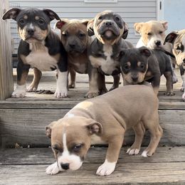 American Bully Puppies from Black Coal Bullies