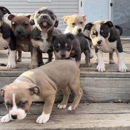 American Bully Puppies from Black Coal Bullies