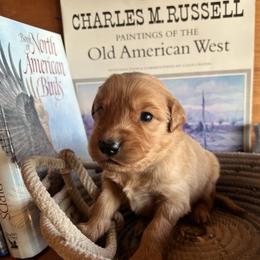 Yellow - Golden male Golden Retriever puppy in Leadore, Idaho from Gunsight Goldens