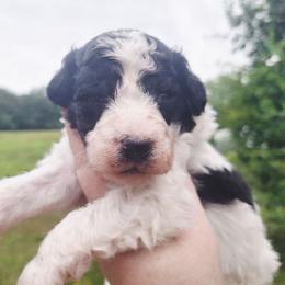 Berlin-black phantom parti - Phantom male Poodle puppy in Cypress Inn, Tennessee from Nine Pines Poodles