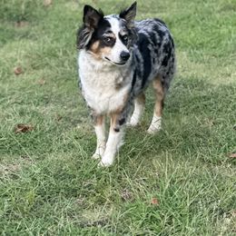 Jo - Miniature Australian Shepherd