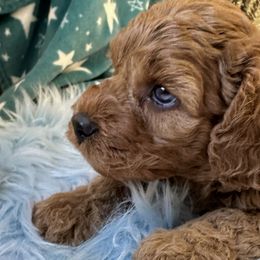 Martin - Red Cockapoo puppy in Roseville, California from Darby Park Doodles