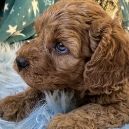 Martin - Red Cockapoo puppy in Roseville, California from Darby Park Doodles