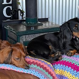 Dachshunds from Mountain Thyme Homestead