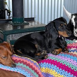 Dachshunds from Mountain Thyme Homestead