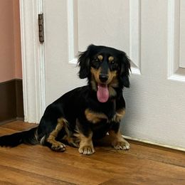 Cooper - Dachshund