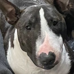Miniature Bull Terriers from Pipe Dreams Mini Bulls