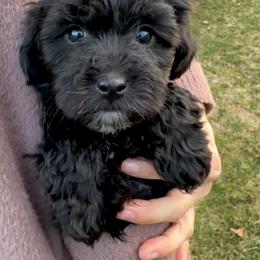 Max - Black male Yorkipoo puppy in New Britain, Connecticut from Goldendoodles Stars LLC