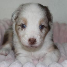 Anna Belle - Red merle female Australian Shepherd puppy in Granville, Ohio from River Trails Aussies