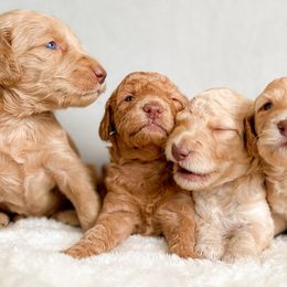 Goldendoodle Puppies from Summer Sun Doodles