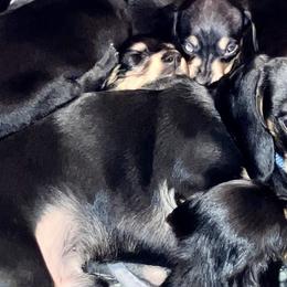 Dachshunds from Jeffrey Johnson