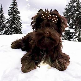 Bailey's Samba - Yorkshire Terrier