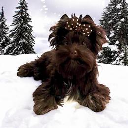 Bailey's Samba - Yorkshire Terrier