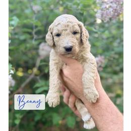 Benny - Cream male Poodle puppy in Detroit Lakes, Minnesota from Pickerel Pups
