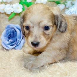 Lola - Dapple female Dachshund puppy in Bellville, Ohio from JK Mini Doxies