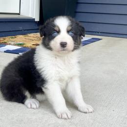 Dream - Black tri-color female Australian Shepherd puppy in Loda, Illinois from Pilcher Farms