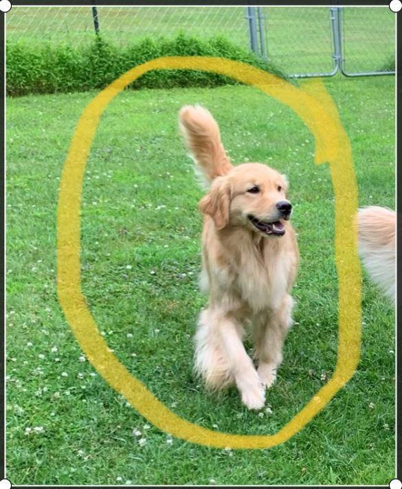 Southwind Kennel in Pennsylvania Golden Retriever puppies Good Dog