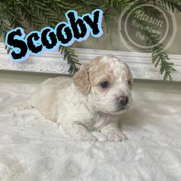 Scooby - Brown and white male Cockapoo puppy in Anniston, Alabama from Mason Farmhouse Poodles, Doodles & Poos (Breeding & Stud Services)