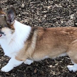 American Corgis and Pembroke Welsh Corgis from Dragonfly Ranch Corgis