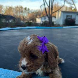 Jazmin - Red female Cavapoo puppy in Mint Hill, North Carolina from DoodleForever