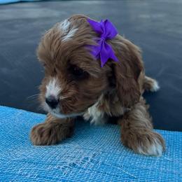 Jazmin - Red female Cavapoo puppy in Mint Hill, North Carolina from DoodleForever