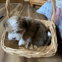 Bernedoodle Puppies from Mini Bernedoodle Babies- Indiana