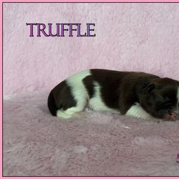 Truffle - Liver and white female Shih Tzu puppy in Yelm, Washington from Lala's All Star Shih Tzu