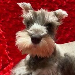 Miniature Schnauzers and Yorkshire Terriers from Hammer Ranch