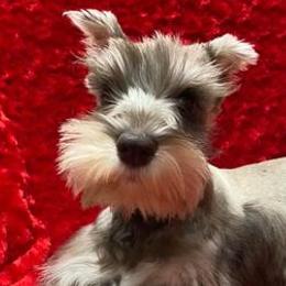 Miniature Schnauzers and Yorkshire Terriers from Hammer Ranch