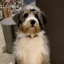 Assorted Doodle Crosses, Aussiedoodles, Bernedoodles, and Goldendoodles from Archer Hill Farm