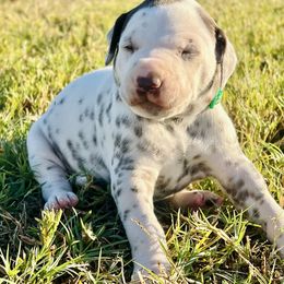 Max - White and liver brown male Dalmatian puppy in Mt. Vernon, Texas from Double B