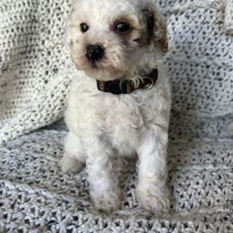 AKC Tan Collar - Parti male Poodle puppy in Powder Springs, Georgia from West Cobb Dogs