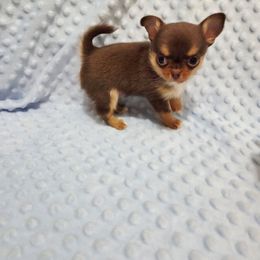 Chocolate tri - Chocolate and tan male Chihuahua puppy in Richmond, Virginia from Breens