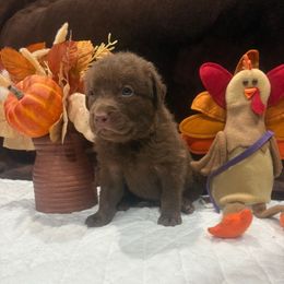 Purple Dot - Brown male Chesapeake Bay Retriever puppy in Wisconsin Dells, Wisconsin from Kilbourn Chesapeakes