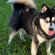 Lucky - Alaskan Klee Kai