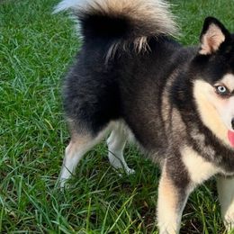 Lucky - Alaskan Klee Kai