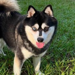 Lucky - Alaskan Klee Kai